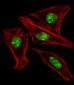 EN1 (Engrailed 1) Antibody (N-term)